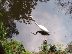 Ardea alba