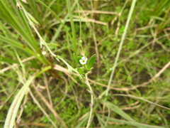 Plagiobothrys scouleri