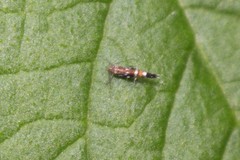Cosmopterix pulchrimella
