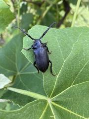 Prionus laticollis