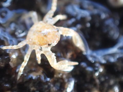 Petrocheles spinosus