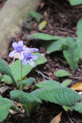 Streptocarpus formosus