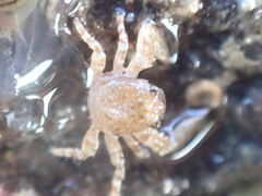 Petrocheles spinosus