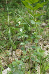 Clinopodium caucasicum
