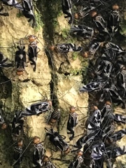 Cerastipsocus trifasciatus