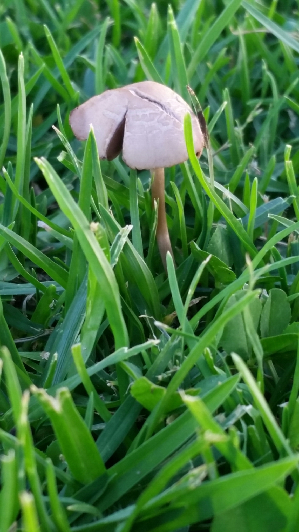 Panaeolina foenisecii image