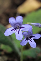Streptocarpus formosus