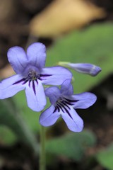 Streptocarpus formosus