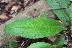 Streptocarpus formosus