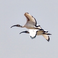 Threskiornis aethiopicus