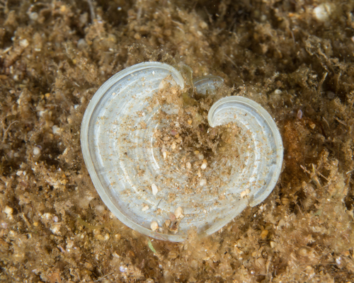 Padina australis observed 2017-06-04