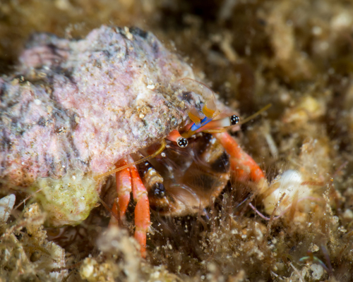 Calcinus laurentae Haig & McLaughlin, 1984