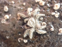 Neohymenicus pubescens