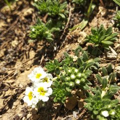 Lithospermum distichum