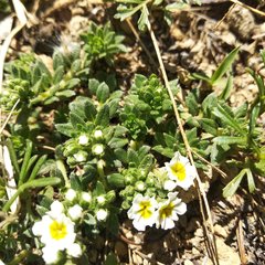 Lithospermum distichum