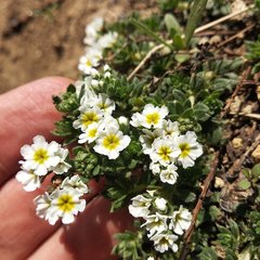 Lithospermum distichum
