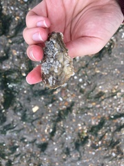 Ostrea edulis
