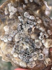 Austrominius modestus