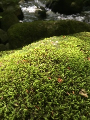 Sciuro-hypnum plumosum