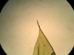 Sciuro-hypnum plumosum