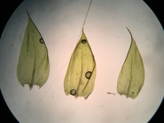 Sciuro-hypnum plumosum