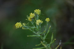 Pseudognaphalium hypoleucum