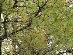 Pinus greggii