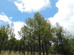 Pinus greggii