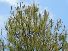 Pinus greggii