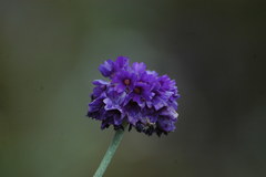 Primula capitata