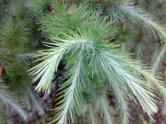 Larix griffithii