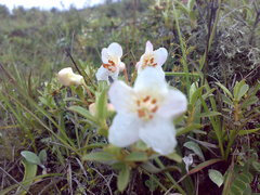 Rhododendron lepidotum