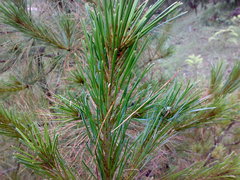 Pinus wallichiana