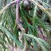 Juniperus recurva - Photo (c) Phuentsho, μερικά δικαιώματα διατηρούνται (CC BY-NC-SA), uploaded by Phuentsho
