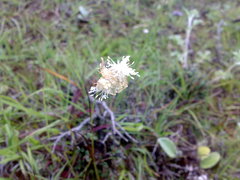 Juncus thomsonii