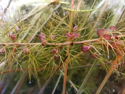 Utricularia minor iNat (2)