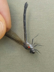 Heliocypha biseriata