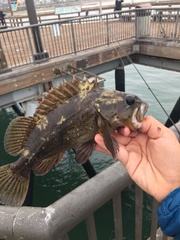 Sebastes rastrelliger