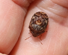 Stethaulax marmorata