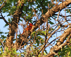 Cardinalis cardinalis
