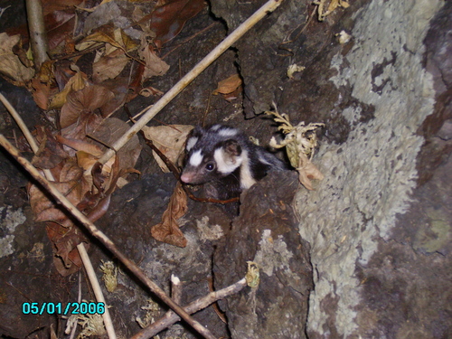 Yucatán Spotted Skunk (Spilogale yucatanensis)