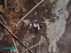 Spilogale angustifrons