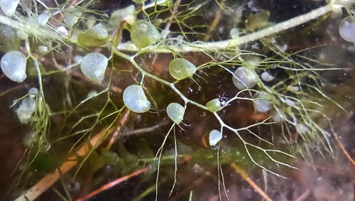 Utricularia minor iNat (1)