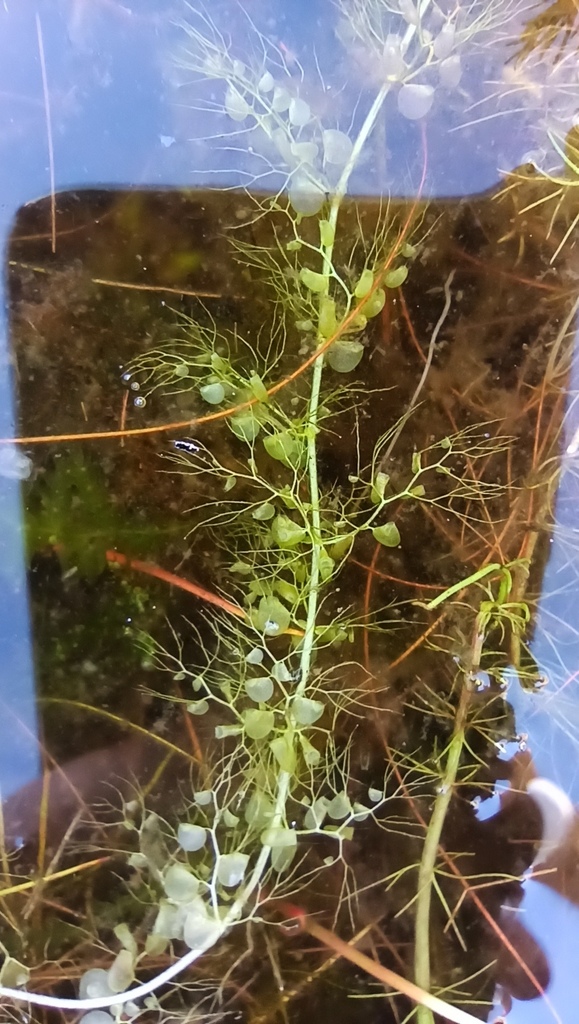 Utricularia minor L. 2