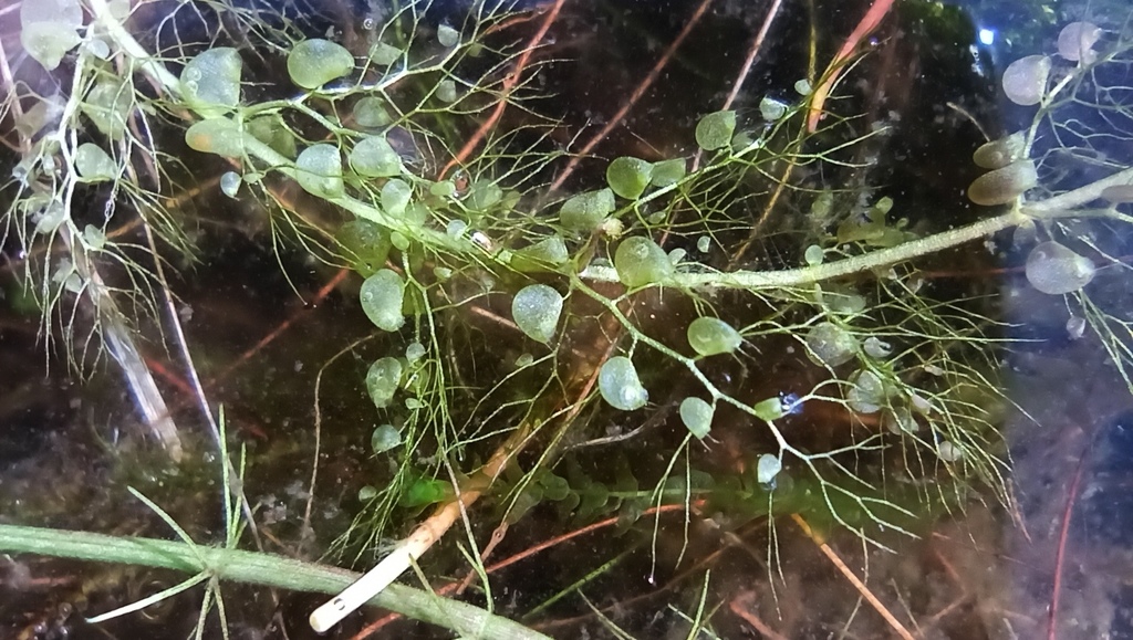 Utricularia minor L. 3