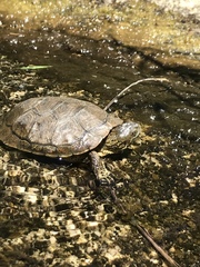 Actinemys marmorata pallida