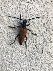Stenelytrana