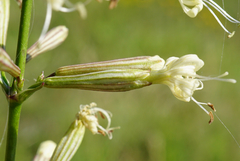 Silene multiflora