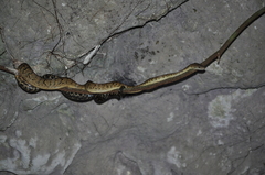 Chilabothrus subflavus