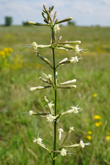 Silene multiflora